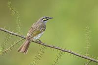 Yellow-faced Honeyeater (Lichenostomus chrysops), 