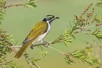 Blue-faced Honeyeater
