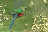 Australian King Parrot