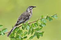 Red Wattlebird (Anthochaera carunculata), Victoria