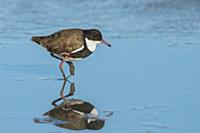 Red-kneed Dotterel (Charadrius cinctus) wading, Vi