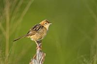 Golden-headed Cisticola (Cisticola exilis) female,
