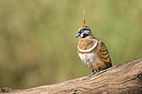Spinifex Pigeon (Geophaps plumifera), Northern Ter
