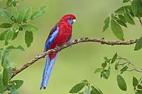 Crimson Rosella