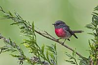 Rose Robin