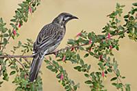 Red Wattlebird