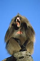 Gelada Baboon (Theropithecus gelada) male, yawning