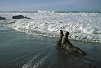 Northern Elephant Seal (Mirounga angustirostris) t
