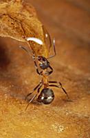 Red Wood Ant (Formica rufa) drinking from water dr
