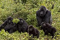 Mountain Gorilla (Gorilla gorilla beringei) Susa g