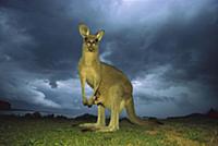 Eastern Grey Kangaroo (Macropus giganteus) mother 