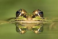 Edible Frog (Rana esculenta) with reflection, Germ