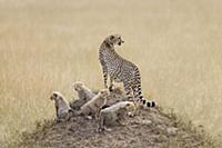 Cheetah (Acinonyx jubatus) mother and cubs, Masai 