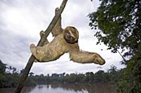 Brown-throated Three-toed Sloth (Bradypus variegat