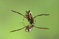 Water Boatman (Notonecta glauca) with reflection u