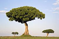 Acacia (Acacia sp) trees, Masai Mara National Rese