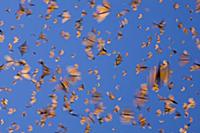 Monarch (Danaus plexippus) butterflies flying duri