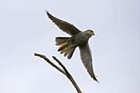 Grey Krestrel (Falco ardosiaceus) taking flight, M