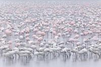 Lesser Flamingo (Phoenicopterus minor) group feedi