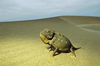 Namaqua Chameleon (Chamaeleo namaquensis) on sand 