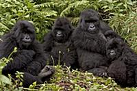 Mountain Gorilla (Gorilla gorilla beringei) Susa g