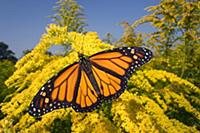 Monarch (Danaus plexippus) butterfly male feeding 