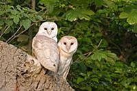 Дикая природа от фотографа Paul Sawer