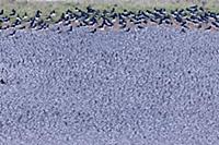 Knot (Calidris canutus) flock, non-breeding plumag