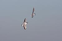 Black-headed Gull (Larus ridibundus) juvenile, cha