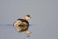 Little Grebe (Tachybaptus ruficollis) adult, winte