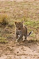 African Leopard (Panthera pardus pardus) young cub
