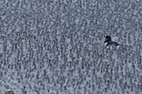 Knot (Calidris canutus) flock, non-breeding plumag