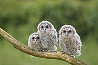 Tawny Owl (Strix aluco) three chicks, perched on b