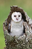 Barn Owl (Tyto alba) chick, calling, perched in ho