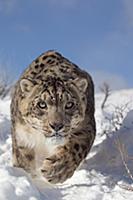 Snow Leopard (Panthera uncia) adult, walking in sn