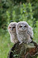 Tawny Owl (Strix aluco) two fledgling chicks, stan