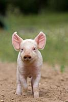 Domestic Pig, Large White x Landrace x Duroc, free