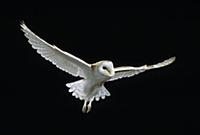 Barn Owl (Tyto alba) flying