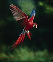 Red and Green Macaw (Ara chloroptera) flying, nati
