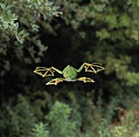 Wallace's Flying Frog (Rhacophorus nigropalmatus) 