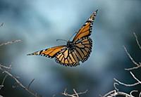 Monarch (Danaus plexippus) butterfly flying