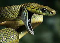 Red-tailed Green Ratsnake (Gonyosoma oxycephalum) 
