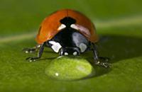 Seven-spotted Ladybird (Coccinella septempunctata)