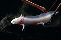 Mexican Axolotl (Ambystoma mexicanum) neotenic lar