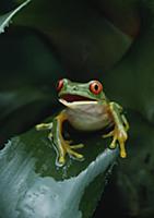 Red-eyed Tree Frog (Agalychnis callidryas) in brom