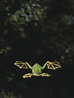 Wallace's Flying Frog (Rhacophorus nigropalmatus) 