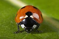 Seven-spotted Ladybird (Coccinella septempunctata)
