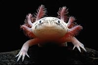 Mexican Axolotl (Ambystoma mexicanum) close up, fr