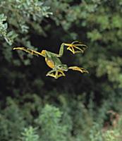 Wallace's Flying Frog (Rhacophorus nigropalmatus) 