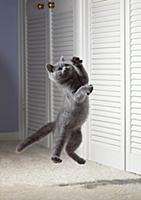 British Blue Cat (Felis catus) in mid-air